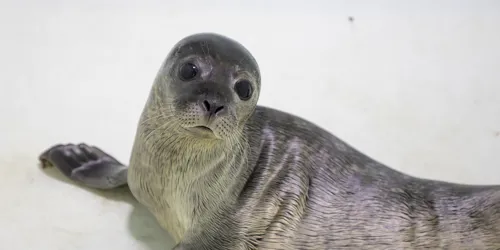 Seal Pup