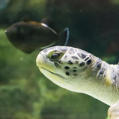 Turtle Feed