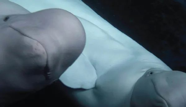 Belugas