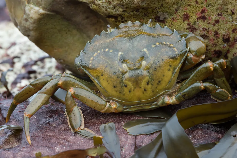 Carcinus Maenas