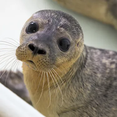 Seal