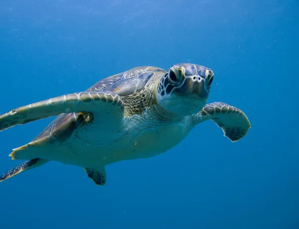 Green Sea Turtle