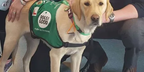 Assistance Dog