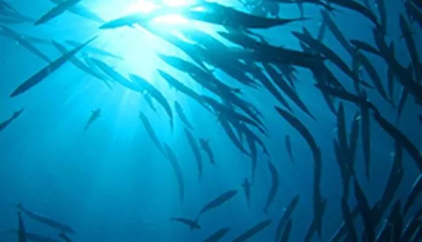 Fish swarm