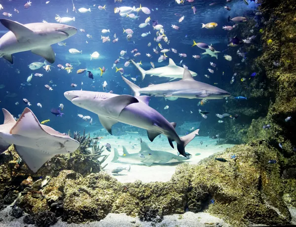 Sharks and Rays Ocean Tank