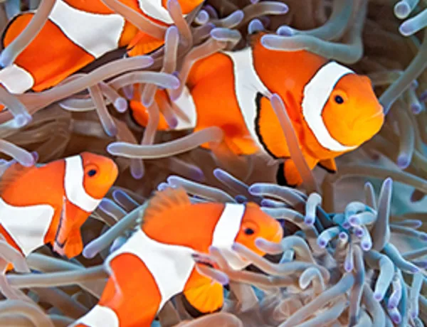 Orange clownfish