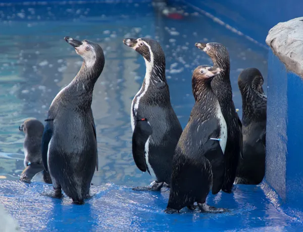 Penguins at SEA LIFE Hunstanton