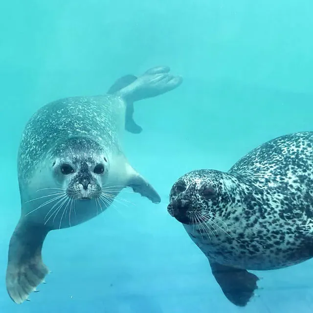 Seals
