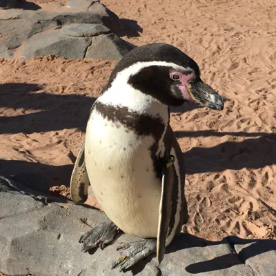 Humboldt Penguin