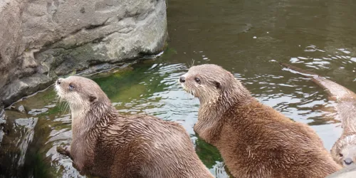 Otters At Hunstanton