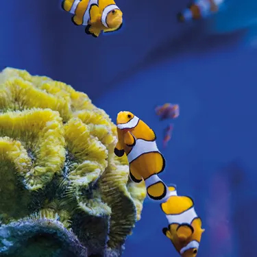 Clownfish (1)
