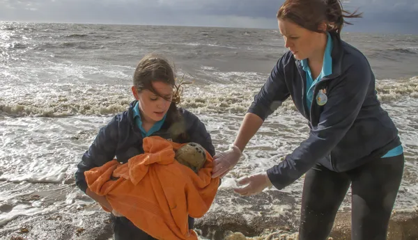 Seal Pup Rescue Hunstanton