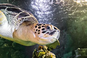 Turtle Feed