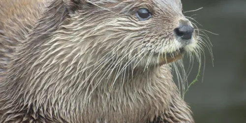 Otter Close Up