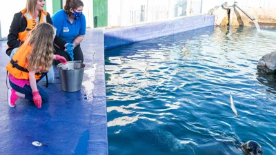 Seal Feed Swap