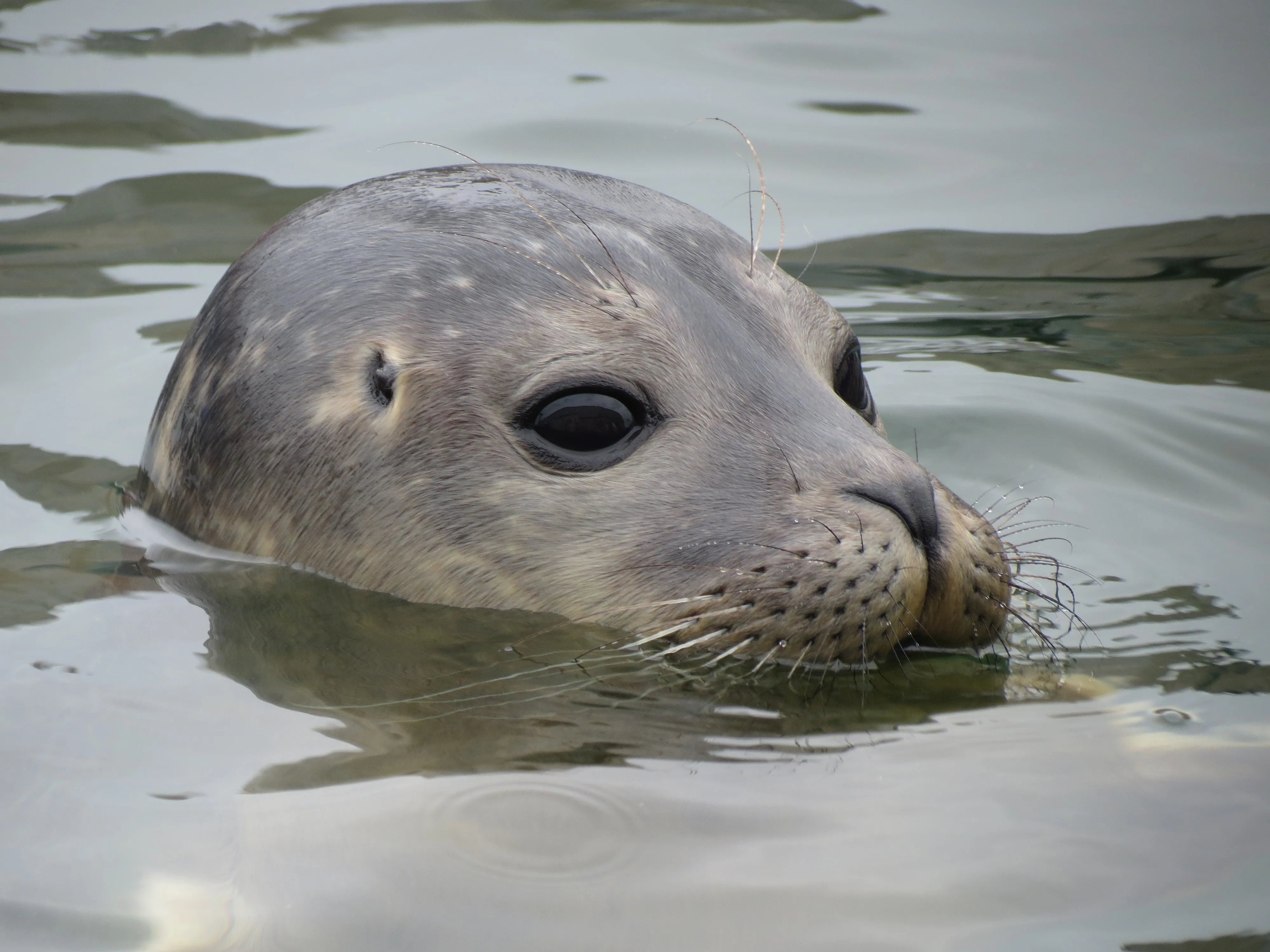 Seal Close Up