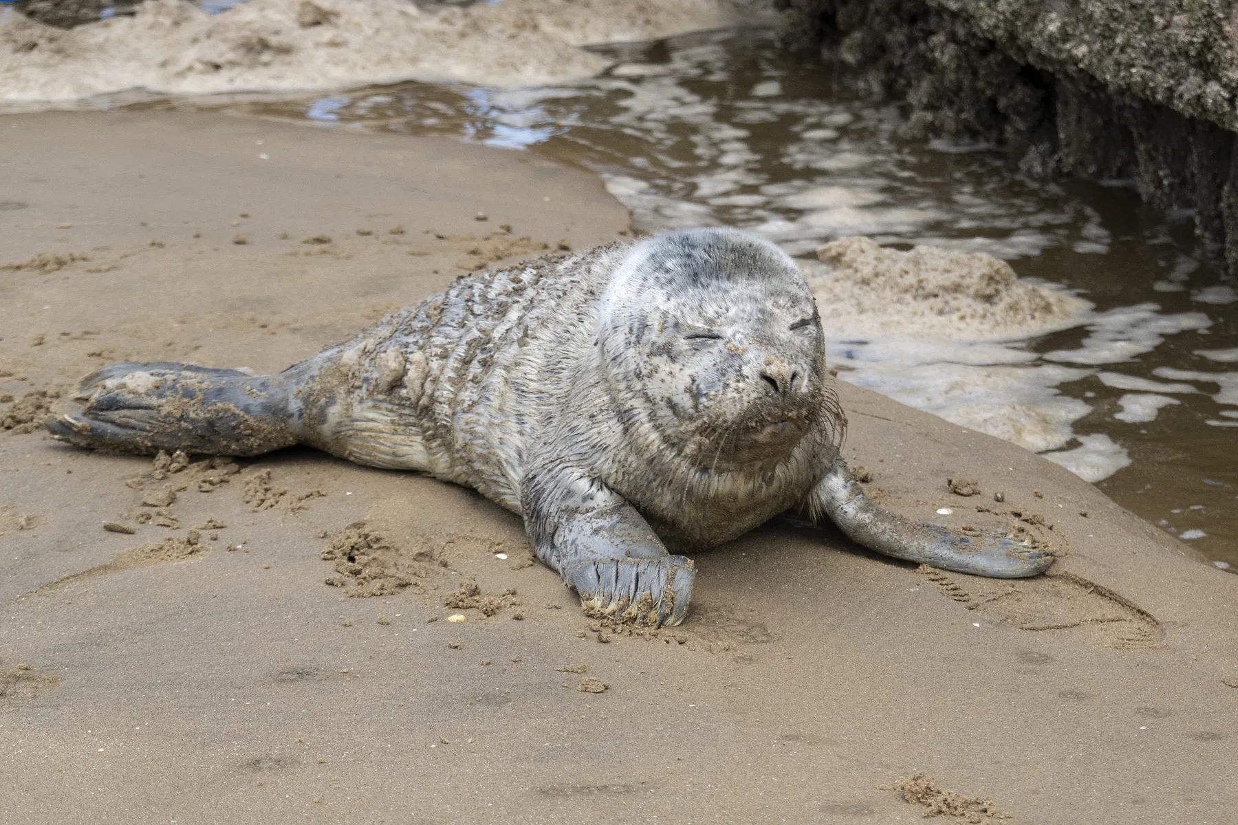 A rescued seal named Blue on the beach where she was found and taken to SEA LIFE Hunstanton Seal Rescue Hospital