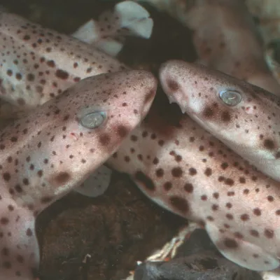 Dogfish Babies