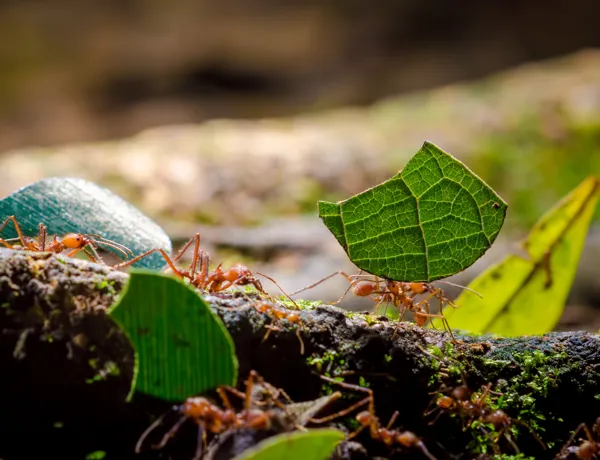 Creepy Crawlies in the rainforest