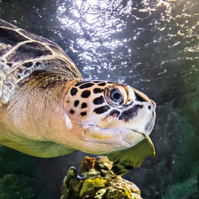Green Sea Turtle