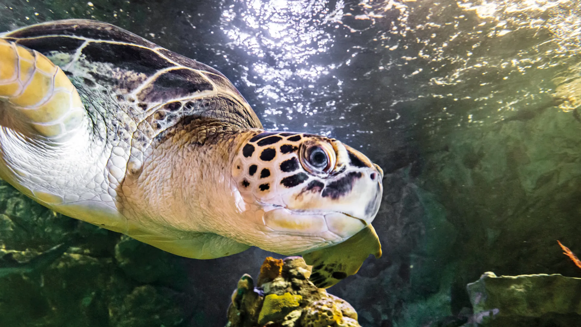 Turtle
