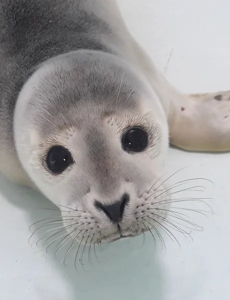 Seal pup rescued at SEA LIFE Hunstanton